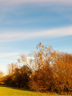 포토 JPG 해외이미지 나무 식물 구름 1 계절 잎 밭 농업 오렌지 자연 하늘 아침 날씨 건조 풍경 사람없음 야외 목재 초록색 여름 파란색 빛 햇빛 태양 갈색 노란색 환경 침묵 일몰 가을 나뭇가지 시골 싱글 장면 내추럴 혼자 해외202004 해외포토 주간 자연요소 산업 컬러 과일 재료 노을 소리 생태계 파일형식 이미지허브