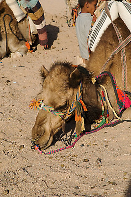 포토 JPG 해외이미지 동물 모래 여행 포유류 아프리카 건조 털 이집트 사람없음 야외 햇빛 태양 갈색 노란색 사막 뜨거움 사파리 낙타 이국적 해외202004 해외포토 자연요소 나라 컬러 파일형식 이미지허브