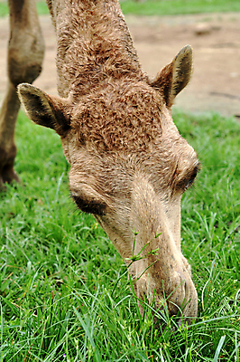 포토 JPG 해외이미지 동물 1 야생동물 어린이 모래 여행 백그라운드 포유류 교통시설 자연 하늘 사람없음 파란색 갈색 머리 검은색 사막 흰색 아기 닫기 심볼 낙타 혹 고립 단봉낙타 스타일 해외202004 해외포토 컬러 교통 모션 사람 신체부위 시설 생태계 파일형식 이미지허브
