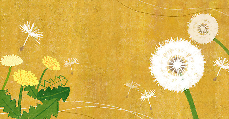 PSD 식물 꽃 컬러 백그라운드 일러스트 씨앗 사람없음 노란색 민들레 국내일러스트 파일형식