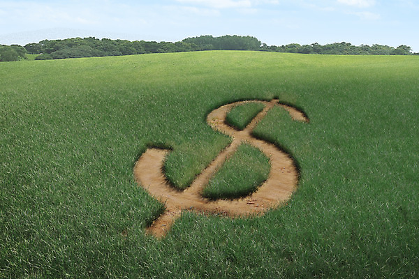 주간 PSD 나무 식물 편집이미지 자연 사람없음 야외 금융 경제 3D 달러 화폐기호 보리 보리밭 이미지편집 편집3D 자연요소 기호 돈 밭 곡류 화폐 디지털합성 생태계 파일형식