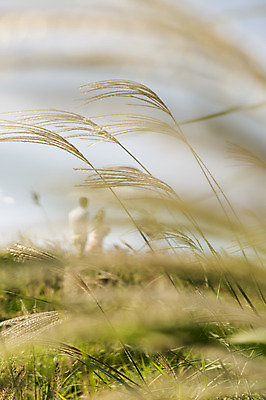 포토 JPG 주간 커플 여자 남자 행복 신부 신랑 결혼 신혼부부 한국 따뜻함 서기 사람 동양인 20대 성인 야외 두명 제주도 로맨틱 한국인 분위기 추억 소프트포커스 억새 오름 억새밭 청순 특별함 청년만 성인만 국내포토 자연요소 식물 부부 감정 아시아 컨셉 관계 모션 촬영기법 인종 이벤트 청년 신혼 파일형식
