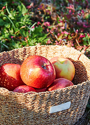 포토 JPG 주간 컬러 백그라운드 과일 사람없음 야외 아웃포커스 빨간색 바구니 여러개 사과 국내포토 자연요소 다수 촬영기법 파일형식