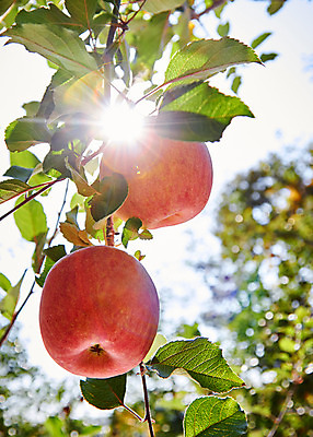 포토 JPG 주간 나무 컬러 백그라운드 과일 사람없음 야외 아웃포커스 빨간색 햇빛 여러개 사과 사과나무 국내포토 자연요소 식물 다수 촬영기법 태양 파일형식