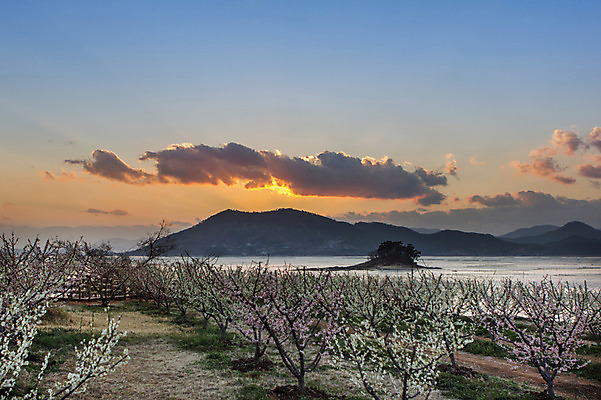 포토 JPG 주간 나무 식물 구름 꽃 아시아 바다 섬 자연 하늘 한국 풍경 해변 사람없음 야외 노을 일몰 전라남도 육지 매화 매화나무 갯벌 순천 국내포토 자연요소 나라 전라도 생태계 파일형식