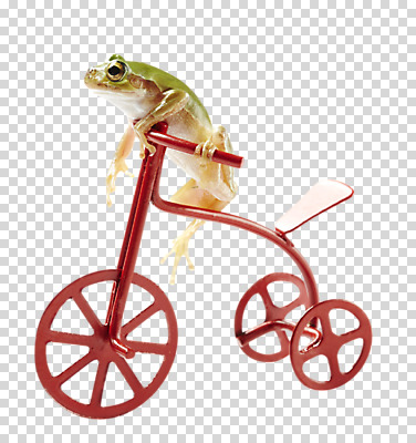 동물 편집 편집이미지 한마리 개구리 양서류 사람없음 자전거 청개구리 PNG 세발자전거 편집소스 1 바이크 파일형식