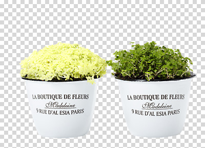 식물 편집 편집이미지 꽃 화분 자연 사람없음 봄 미니화분 PNG 천사의눈물 황금기린초 편집소스 계절 생태계 파일형식