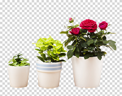 식물 편집 편집이미지 꽃잎 꽃 화분 잎 자연 사람없음 장미 봄 PNG 미니사철 편집소스 계절 생태계 파일형식