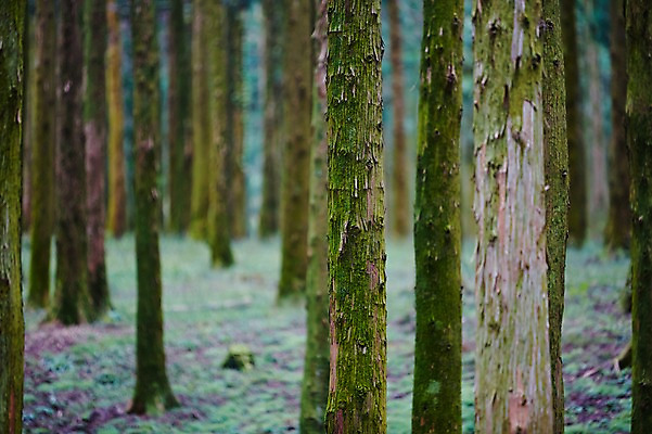 포토 JPG 주간 나무 자연 한국 풍경 사람없음 야외 제주도 숲 삼나무 휴양림 국내포토 자연요소 식물 아시아 생태계 파일형식