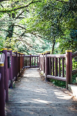 포토 JPG 주간 나무 길 한국 풍경 사람없음 야외 울타리 제주도 숲길 가교 국내포토 자연요소 식물 건축물 아시아 담장 파일형식