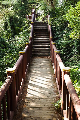 포토 JPG 주간 나무 길 한국 풍경 사람없음 야외 울타리 제주도 계단 국내포토 자연요소 식물 아시아 담장 파일형식