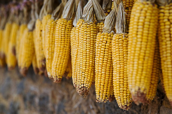 포토 JPG 주간 전통 음식 건조 한국 옥수수 풍경 사람없음 야외 아웃포커스 제주도 국내포토 자연요소 아시아 곡류 촬영기법 파일형식