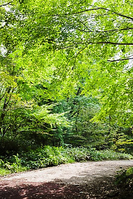 포토 JPG 주간 나무 자연 한국 풍경 사람없음 야외 제주도 숲 숲길 국내포토 자연요소 식물 아시아 길 생태계 파일형식