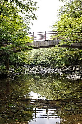 포토 JPG 주간 나무 자연 하늘 한국 풍경 사람없음 야외 제주도 계곡 숲 가교 국내포토 자연요소 식물 건축물 아시아 생태계 파일형식