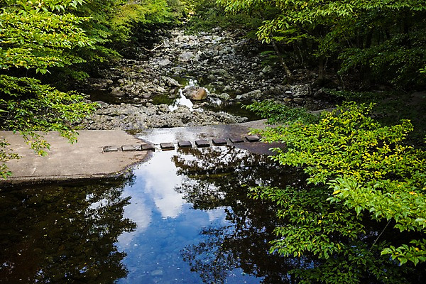 포토 JPG 주간 나무 자연 한국 풍경 사람없음 야외 제주도 계곡 풀 숲 돌다리 국내포토 자연요소 식물 아시아 다리_건축물 생태계 파일형식