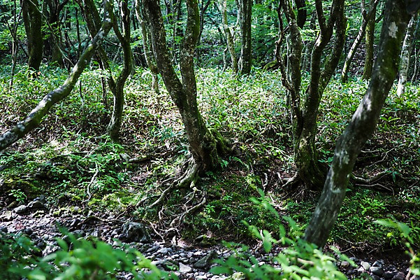 포토 JPG 주간 나무 식물 자연 한국 풍경 사람없음 야외 제주도 숲 뿌리 국내포토 자연요소 아시아 생태계 파일형식