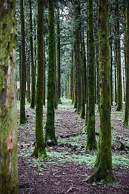 포토 JPG 주간 나무 식물 자연 한국 풍경 사람없음 야외 제주도 숲 숲길 삼나무 휴양림 국내포토 자연요소 아시아 길 생태계 파일형식