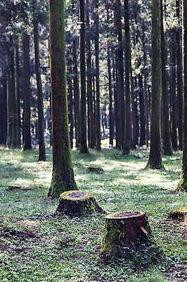 포토 JPG 주간 식물 자연 한국 풍경 사람없음 야외 제주도 숲 숲길 삼나무 휴양림 국내포토 자연요소 나무 아시아 길 생태계 파일형식