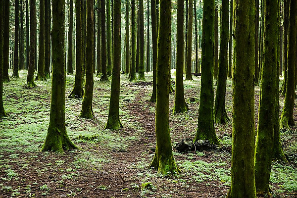 포토 JPG 주간 나무 식물 자연 한국 풍경 사람없음 야외 제주도 숲 숲길 삼나무 휴양림 국내포토 자연요소 아시아 길 생태계 파일형식