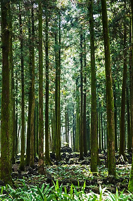 포토 JPG 주간 나무 식물 자연 한국 풍경 사람없음 야외 제주도 풀 숲 삼나무 휴양림 국내포토 자연요소 아시아 생태계 파일형식