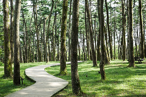포토 JPG 주간 나무 식물 자연 한국 풍경 사람없음 야외 제주도 숲 숲길 삼나무 휴양림 국내포토 자연요소 아시아 길 생태계 파일형식