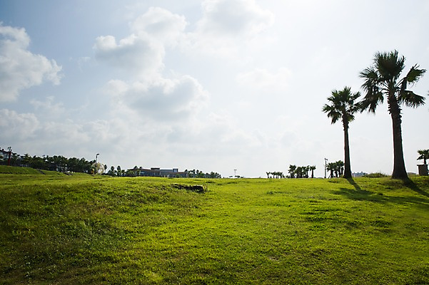포토 JPG 주간 구름 하늘 한국 풍경 잔디 사람없음 야외 야자수 제주도 국내포토 자연요소 나무 식물 아시아 파일형식