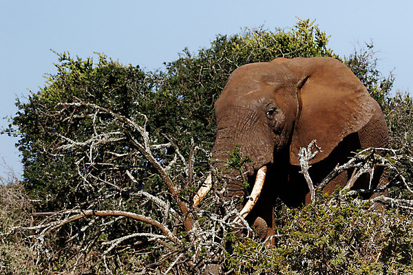 포토 JPG 해외이미지 동물 공원 야생동물 여행 포유류 아프리카 자연 초식동물 코끼리 건조 풍경 사람없음 물 달리기 환경 목욕 게임 황무지 보호 숲 큼 사파리 먼지 5 상아 멸종 케냐 세대 남쪽 마사이족 사바나 전국 탄자니아 해외202004 해외포토 자연요소 공공시설 나라 컨셉 모션 놀이 숫자 청결 크기 방향 생태계 파일형식 이미지허브