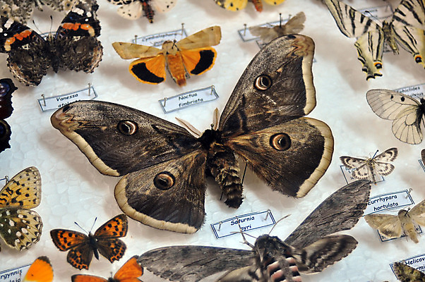 포토 JPG 해외이미지 동물 과학 나비 곤충 학교 자연 유리 종류 사람없음 상자 이름 수집 동물상 해외202004 해외포토 교육 재질 조형물 생태계 파일형식 이미지허브