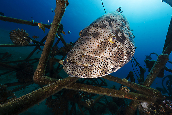 포토 JPG 해외이미지 식물 동물 모래 바다 백그라운드 자연 표면 어류 풍경 사람없음 파란색 컬러풀 햇빛 태양 바닷속 수중 광선 산호 아래 장면 암초 깊이 소금물 이국적 침몰 파라다이스 해외202004 해외포토 자연요소 컬러 수중동물 자포동물 방향 생태계 위치 파일형식 이미지허브