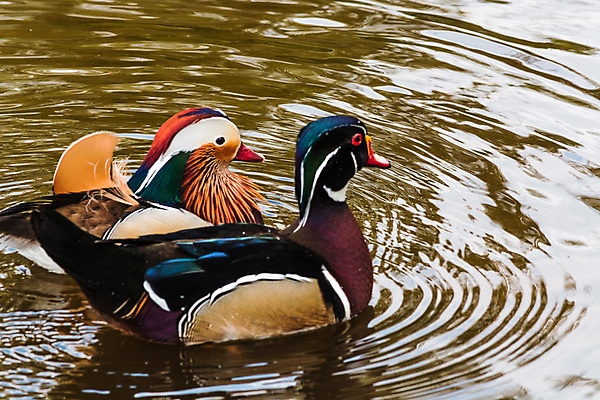 포토 JPG 해외이미지 동물 커플 호수 야생동물 날개 조류 날리기 귤 오리 사람없음 초록색 물 여름 파란색 컬러풀 갈색 보라색 봄 흰색 연못 개울 닫기 깃털 부리 물새 해외202004 해외포토 자연요소 계절 컬러 과일 관계 모션 강 파일형식 이미지허브