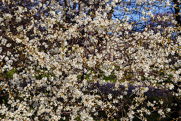 포토 JPG 해외이미지 나무 식물 계절 공원 꽃 백그라운드 꽃무늬 자연 추상 사람없음 정원 맑음 봄 벚꽃 흰색 나뭇가지 개화 체리 소프트포커스 4월 질감 보케 블러 해외202004 해외포토 공공시설 컬러 무늬 과일 날씨 촬영기법 날짜 생태계 파일형식 이미지허브