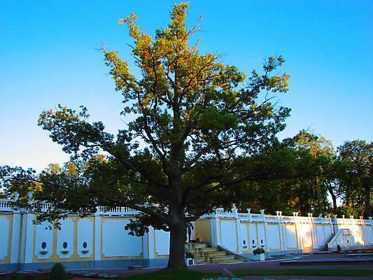 포토 JPG 해외이미지 나무 공원 자연 하늘 조명 풍경 사람없음 야외 초록색 여름 파란색 햇빛 침묵 성장 보호 숲 큼 장면 해외202004 해외포토 식물 계절 공공시설 컬러 컨셉 태양 소리 크기 생태계 파일형식 이미지허브