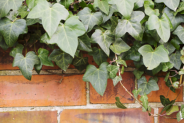 포토 JPG 해외이미지 식물 벽 잎 자연 날씨 벽돌 사람없음 야외 초록색 손상 성장 아이비 내추럴 해외202004 해외포토 컬러 컨셉 생태계 파일형식 이미지허브