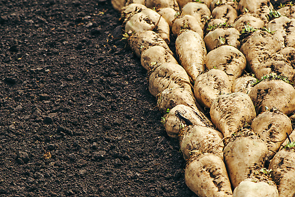 포토 JPG 해외이미지 계절 산업 농업 자연 사람없음 야외 여름 농작물 햇빛 농장 쌓기 수확 성장 가을 시골 땅 유기농 뿌리 흙더미 땅바닥 많음 세련 해외202004 해외포토 웰빙 컨셉 모션 바닥 태양 흙 생태계 파일형식 더미 이미지허브