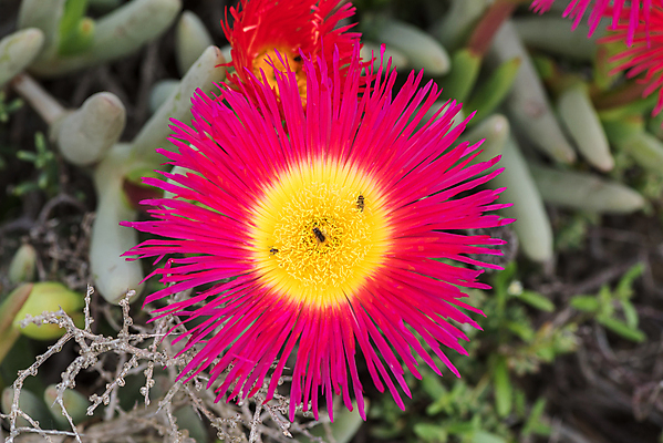 포토 JPG 해외이미지 식물 꽃 분홍색 곤충 겨울 아프리카 사람없음 노란색 보라색 그늘 벌 흐림 라일락 대서양 남아프리카 해외202004 해외포토 동물 계절 나라 바다 컬러 날씨 파일형식 이미지허브