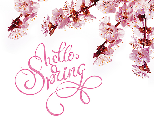 포토 JPG 해외이미지 분홍색 백그라운드 캘리그라피 사람없음 봄 벚꽃 해외202004 해외포토 계절 꽃 컬러 파일형식 이미지허브