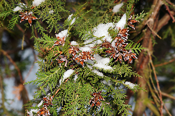 포토 JPG 해외이미지 나무 식물 겨울 자연 새로움 사람없음 얼음 추위 흰색 나뭇가지 숲 크리스탈 관목 서리 상록수 침엽수 전나무 내추럴 해외202004 해외포토 자연요소 계절 컬러 컨셉 광석 생태계 파일형식 이미지허브