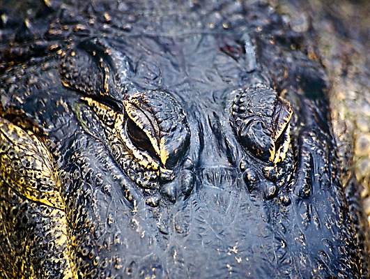 포토 JPG 해외이미지 동물 야생동물 파충류 자연 저울 사람없음 머리 용 위험 공룡 육식동물 악어 내추럴 몬스터 해외202004 해외포토 컨셉 신체부위 생태계 파일형식 이미지허브
