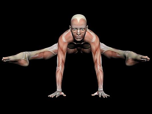 포토 JPG 해외이미지 여자 과학 포즈 신체 일러스트 해부 근육 건강 사람 성인 사람없음 그래픽 숫자 3D 생물학 근육질 만들기 시스템 고립 해외202004 해외포토 문자 교육 의학 모션 몸매 디지털합성 파일형식 이미지허브