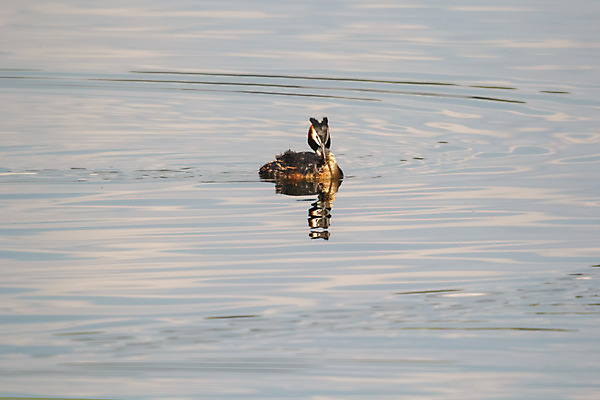 포토 JPG 해외이미지 동물 계절 호수 야생동물 백그라운드 가족 모션 자연 조류 오리 사람없음 야외 가로 세로 초록색 물 여름 파란색 반려동물 강 햇빛 반사 갈색 노란색 우주 봄 회색 관찰 연못 그룹 습지 작음 깃털 다이빙 부리 솜털 청둥오리 전경 해외202004 해외포토 자연요소 컬러 관계 풍경 태양 수영 크기 생태계 수중스포츠 파일형식 탑뷰 이미지허브