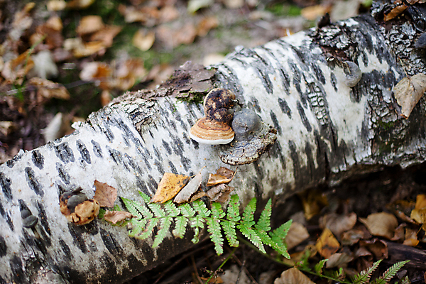 포토 JPG 해외이미지 나무 식물 1 잎 자연 사람없음 야외 가로 초록색 갈색 노란색 버섯 가을 숲 싱글 자작나무 곰팡이 양치류 해외202004 해외포토 계절 컬러 생태계 파일형식 이미지허브