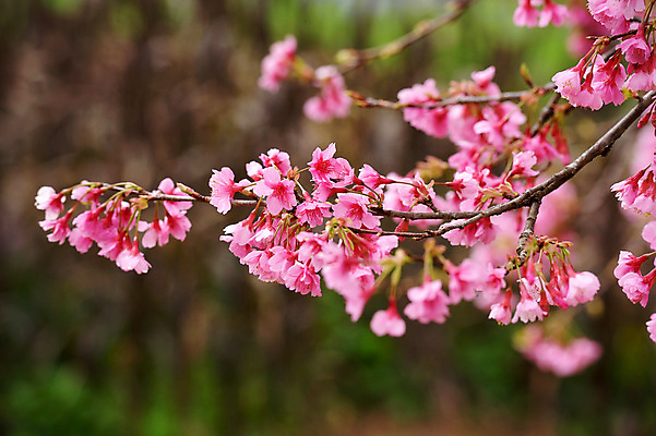 포토 JPG 해외이미지 나무 식물 계절 꽃잎 꽃 아시아 도로 분홍색 백그라운드 겨울 패턴 태국 자연 하늘 풍경 사람없음 야외 목재 장식 파란색 컬러풀 일본 봄 벚꽃 나뭇가지 사찰 개화 체리 장면 방법 히말라야 해외202004 해외포토 나라 길 컬러 무늬 과일 재료 종교건축 교통시설 생태계 파일형식 산맥 이미지허브