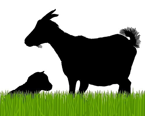 EPS 해외이미지 실루엣 어린이 백그라운드 일러스트 염소 피곤 잔디 그래픽 초록색 달러 정원 검은색 흰색 잠 고립 램 해외202004 해외일러스트 식물 컬러 컨셉 돈 포유류 촬영기법 사람 파일형식 벡터 이미지허브