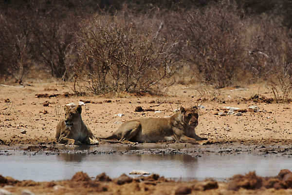 포토 JPG 해외이미지 동물 커플 야생동물 2 포유류 아프리카 자연 사람없음 물 고양이 쌍 사자 사파리 나미비아 스텝 암사자 해외202004 해외포토 자연요소 나라 관계 반려동물 암컷 생태계 남아프리카 파일형식 이미지허브