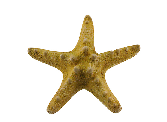 포토 JPG 해외이미지 동물 별 길 바다 자연 조개 불가사리 생물 사람없음 장식 노란색 자르기 고립 해외202004 해외포토 자연요소 컬러 모션 어패류 극피동물 생태계 파일형식 이미지허브