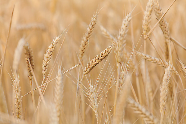 포토 JPG 해외이미지 식물 구름 산업 음식 빵 밭 농업 건강 옥수수 씨앗 사람없음 여름 농작물 햇빛 농장 노란색 성장 시골 황금 낟알 시리얼 밀 장면 밀짚 숙성 호밀 세련 해외202004 해외포토 자연요소 계절 컬러 곡류 태양 짚 파일형식 이미지허브