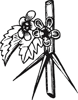 EPS 해외이미지 식물 꽃 유럽 선 일러스트 미술 정원 검은색 수확 흰색 그림 판화 구스베리 해외202004 해외일러스트 열매 나라 컬러 농업 문화예술 파일형식 벡터 이미지허브