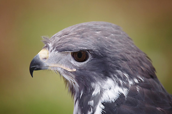 포토 JPG 해외이미지 동물 야생동물 백그라운드 자연 조류 사람없음 갈색 노란색 머리 검은색 흰색 닫기 먹이 깃털 부리 독수리 육식동물 사냥꾼 내추럴 해외202004 해외포토 직업 컬러 모션 신체부위 생태계 파일형식 이미지허브