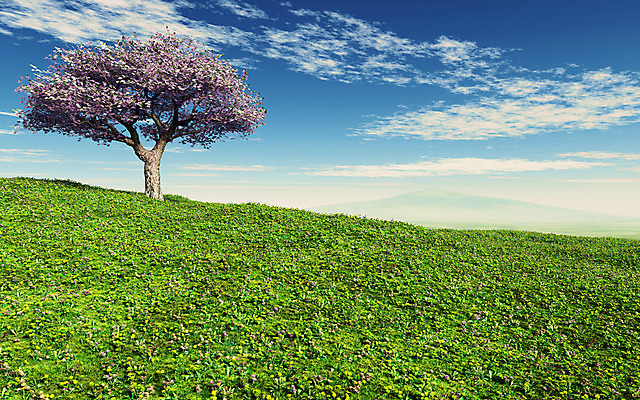 포토 JPG 해외이미지 나무 식물 구름 계절 꽃 분홍색 꽃무늬 일러스트 자연 하늘 풍경 사람없음 초록색 햇빛 정원 일본 맑음 봄 벚꽃 흰색 시골 개화 체리 민들레 내추럴 해외202004 해외포토 자연요소 아시아 컬러 무늬 과일 날씨 태양 생태계 파일형식 이미지허브