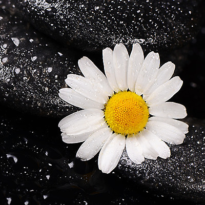 포토 JPG 해외이미지 식물 라이프스타일 꽃잎 꽃 선 백그라운드 컨셉 자연 휴식 건강 동양인 사람없음 치료 물 약 반사 평화 검은색 스파 화목 침묵 젖음 조약돌 흰색 신선 떨어짐 이슬 순수 명상 데이지 동쪽 테라피 내추럴 돌봄 캐모마일 스타일 해외202004 해외포토 자연요소 컬러 의학 모션 인종 생활 뷰티 소리 돌_바위 방향 허브 생태계 파일형식 이미지허브